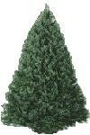 Baumgif